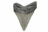 Serrated, Fossil Megalodon Tooth - North Carolina #208059-1